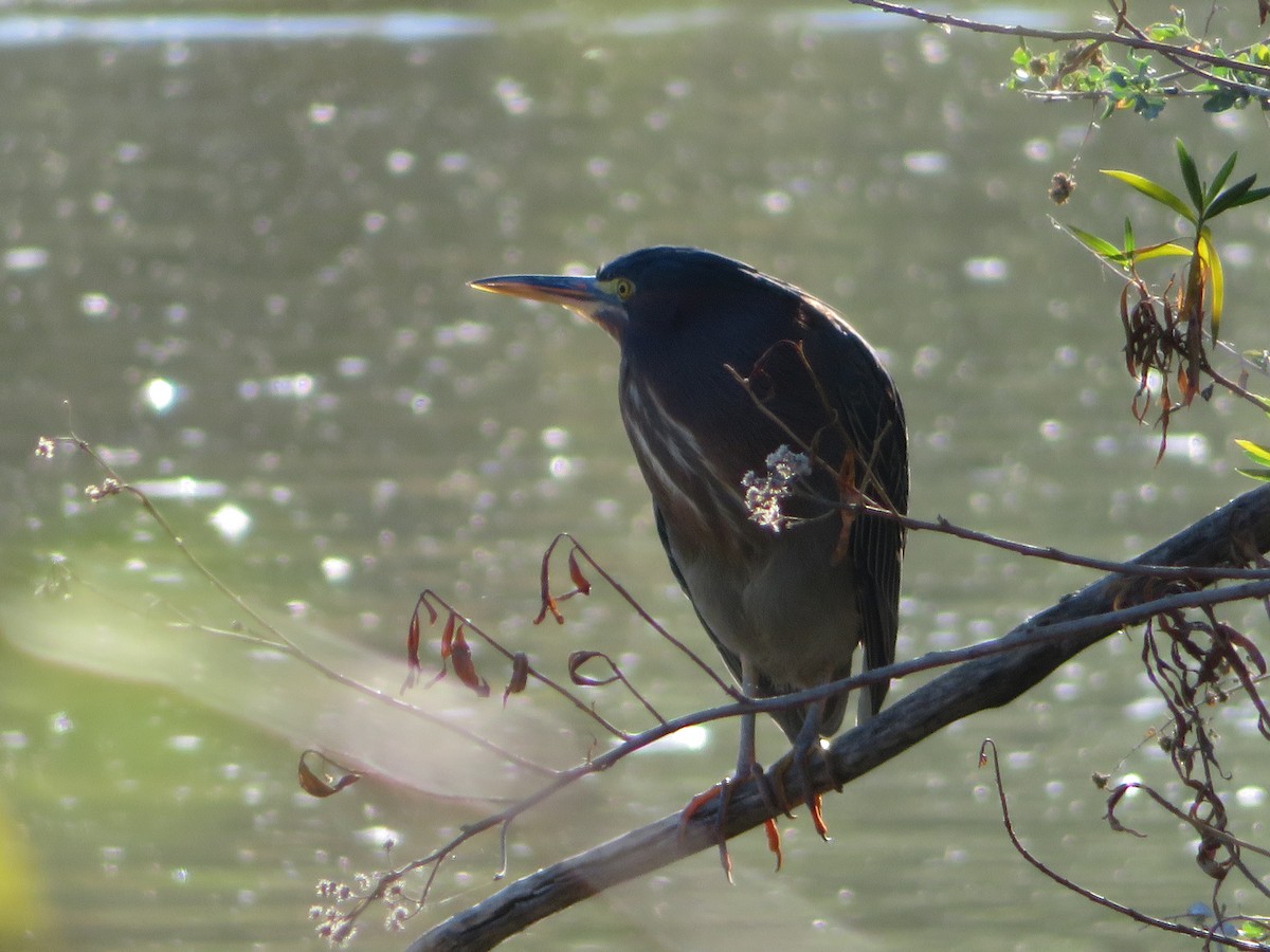 Héron vert - ML646411678
