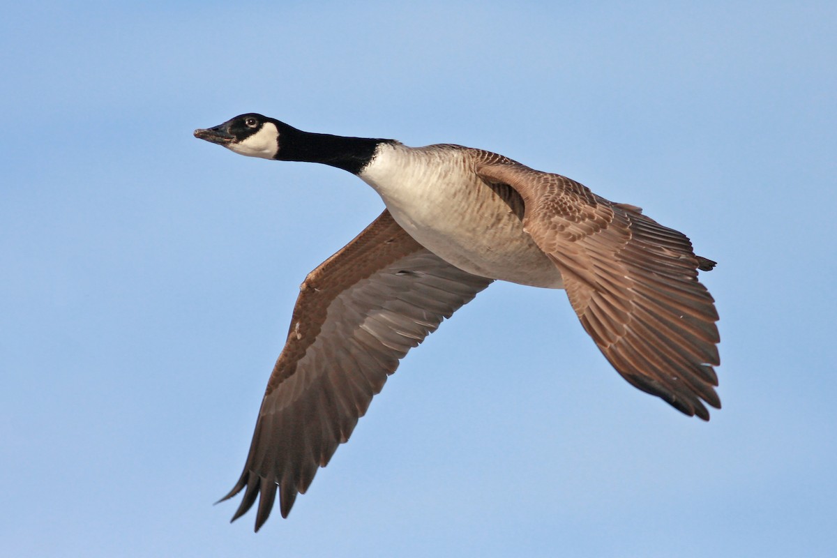Canada Goose - ML646411679