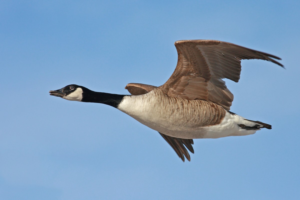 Canada Goose - ML646411680