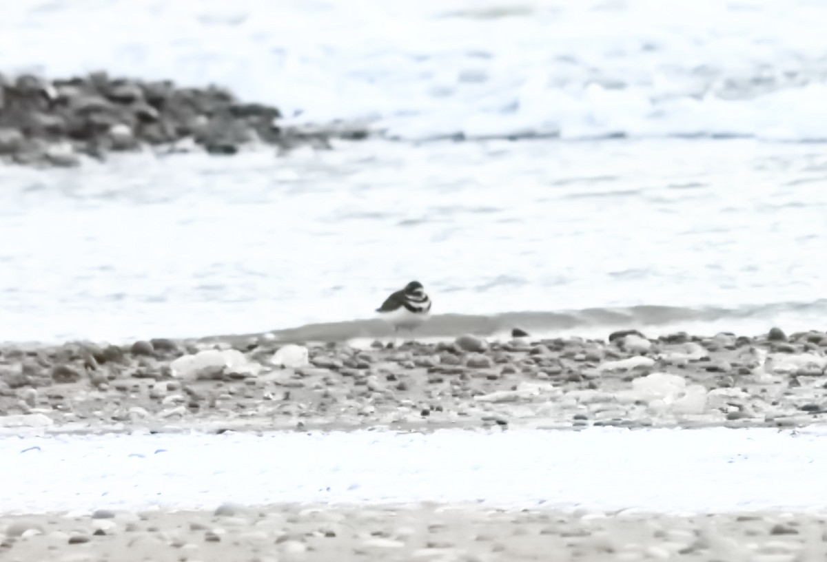 Killdeer - ML646411681