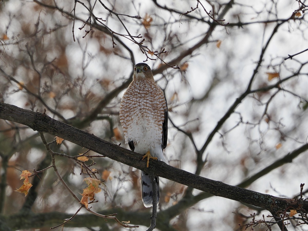 Cooper's Hawk - ML646411682