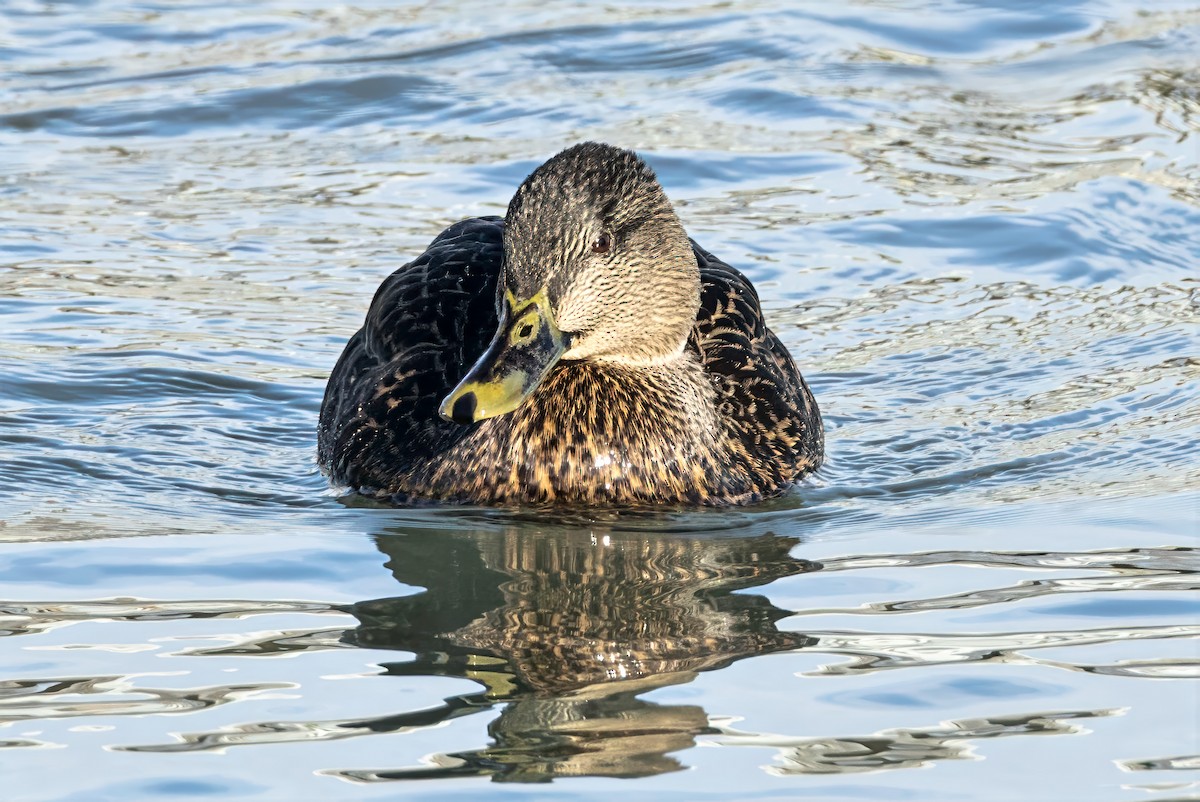 American Black Duck - ML646411683