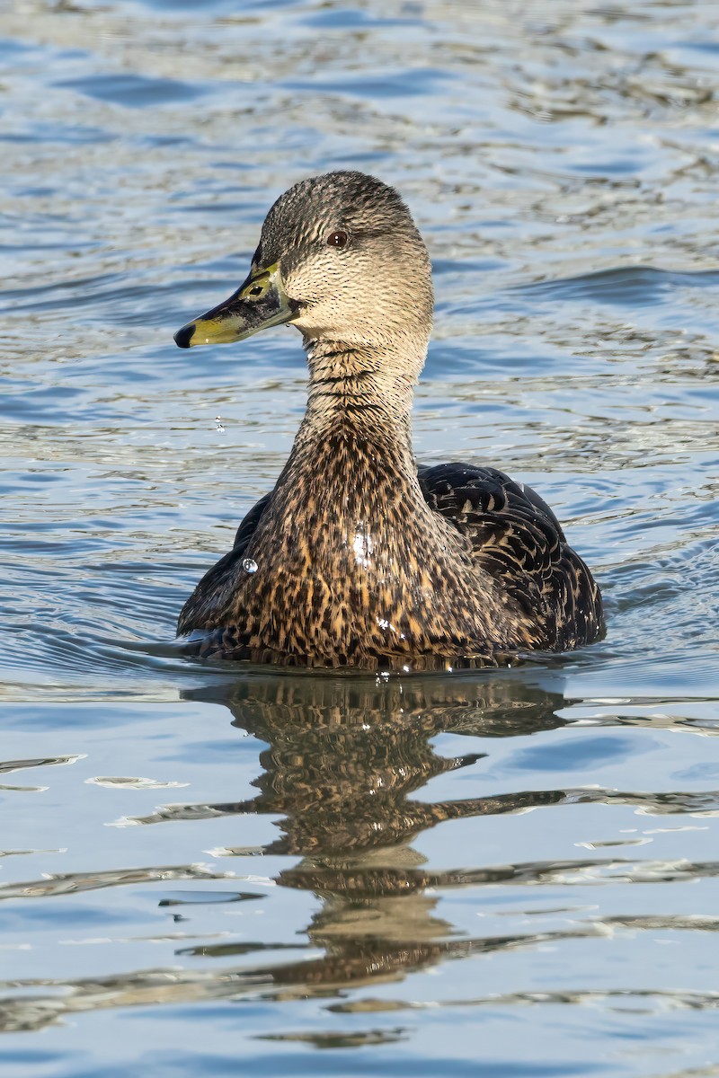 American Black Duck - ML646411684