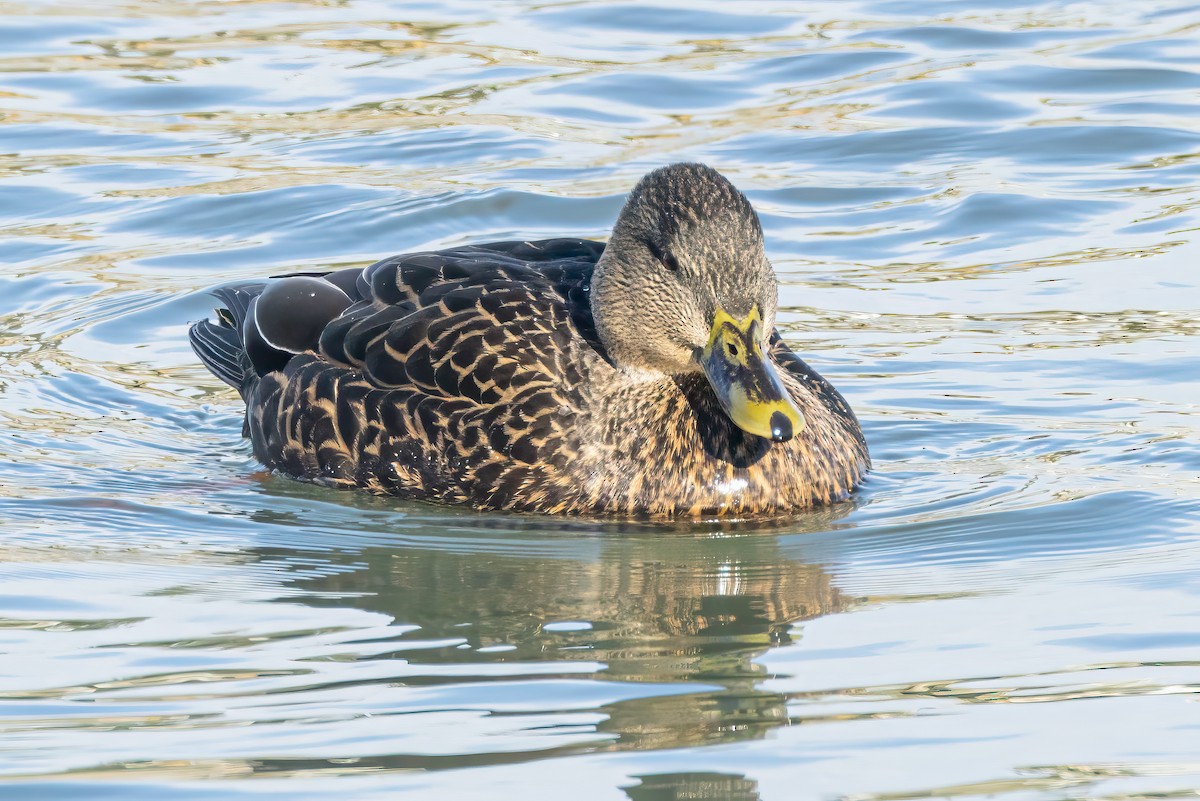 American Black Duck - ML646411685