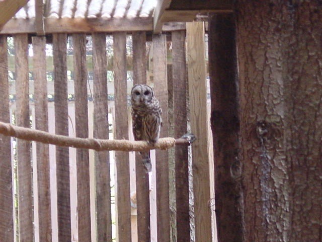 Cárabo Norteamericano - ML646411686