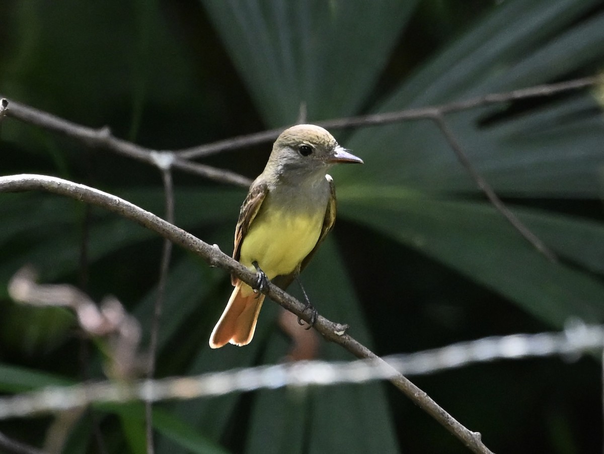 Great Crested Flycatcher - ML646411687