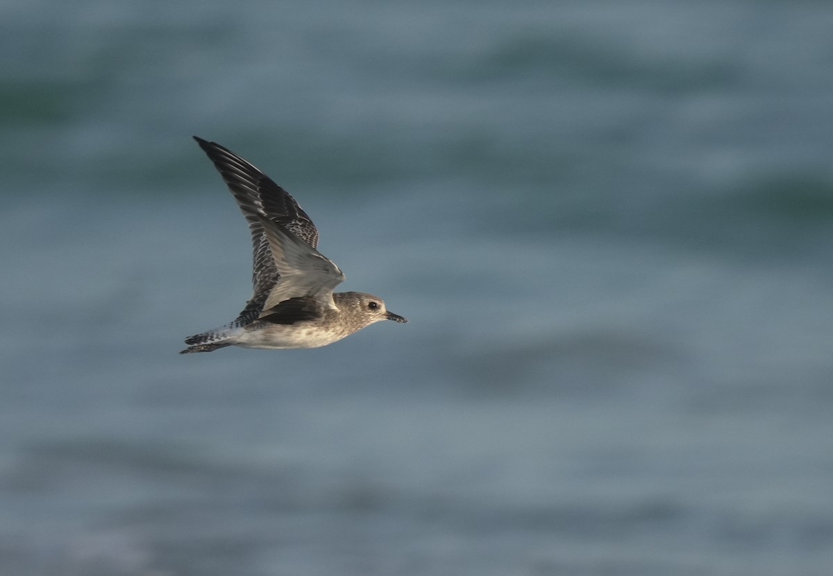Black-bellied Plover - ML646411688