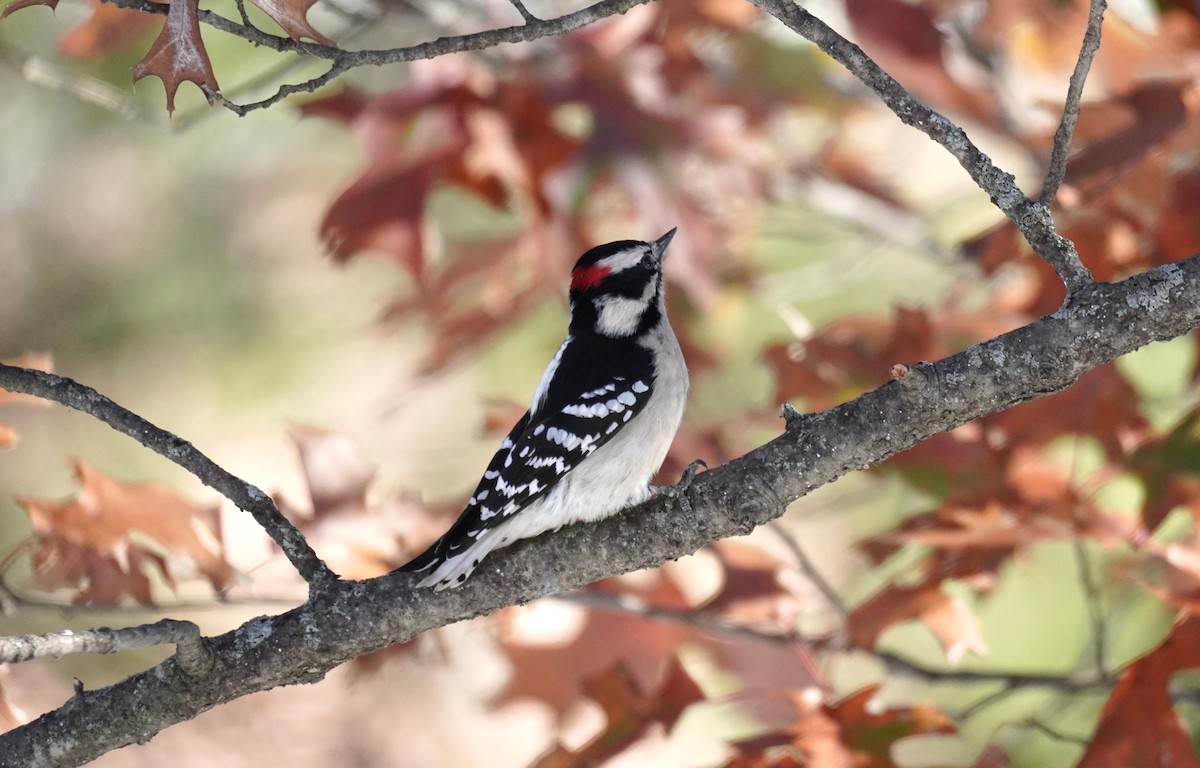 Downy Woodpecker - ML646411689
