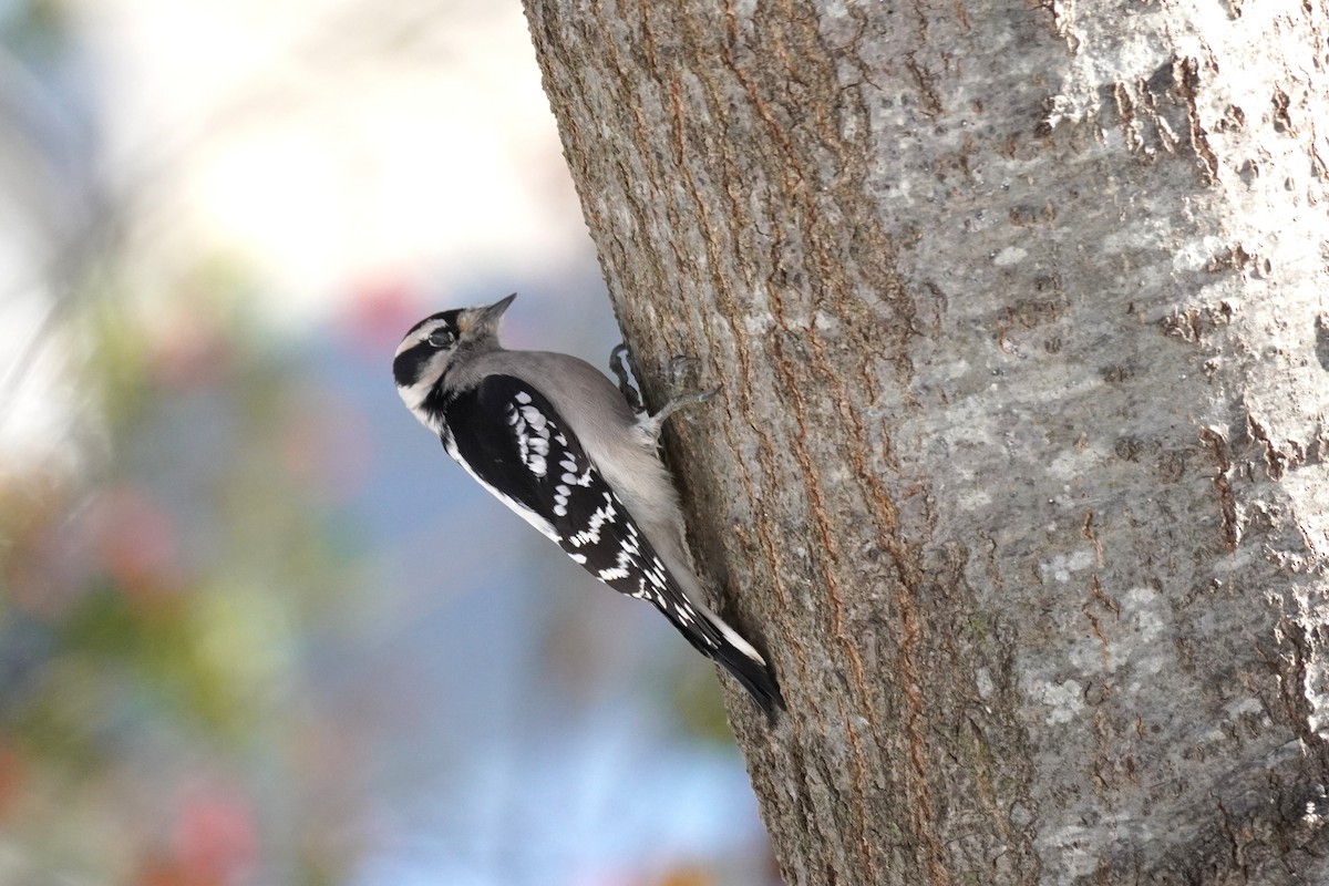 Downy Woodpecker - ML646411690