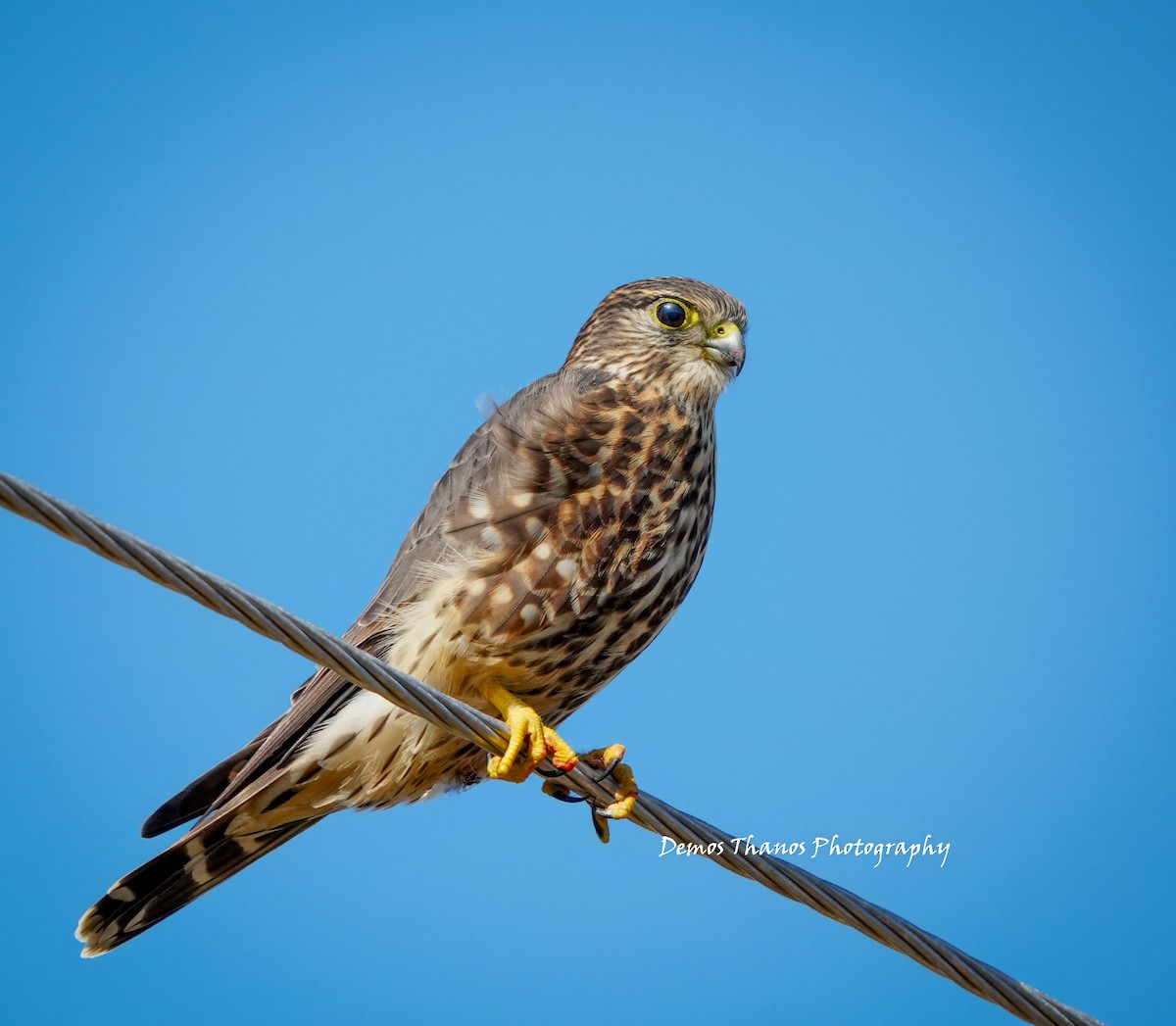 Merlin - ML646411693