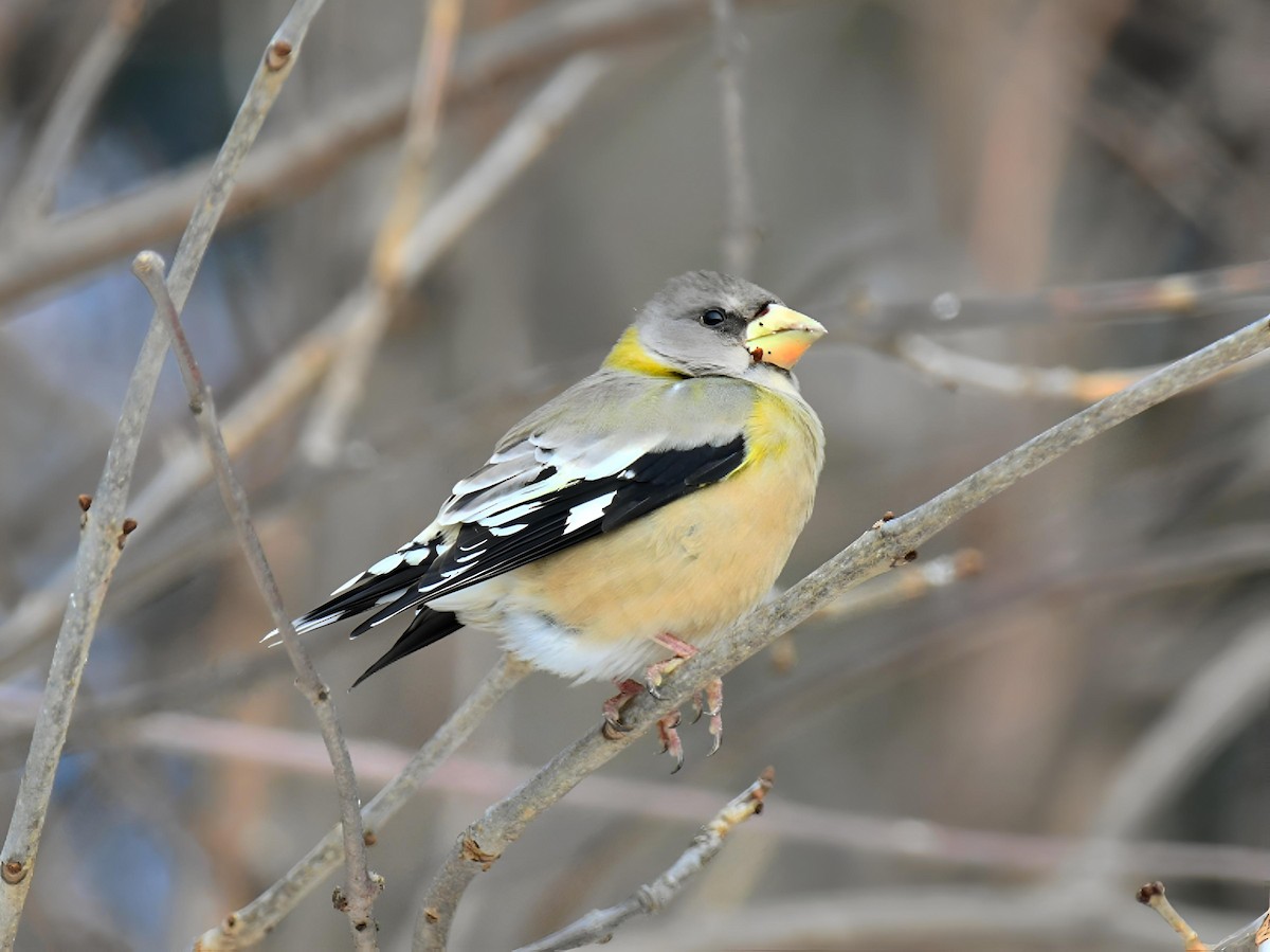 Evening Grosbeak - ML646411694