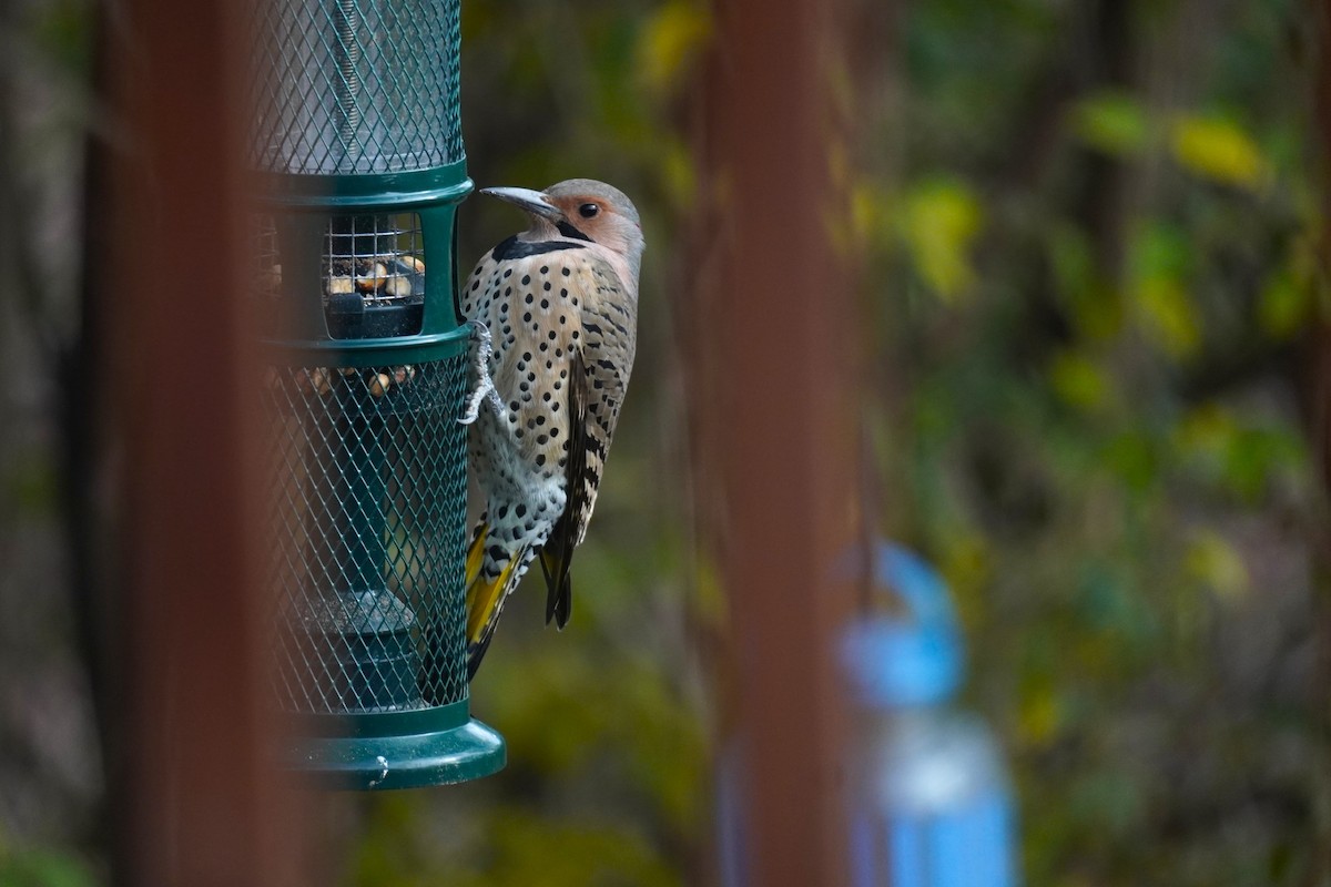 Northern Flicker - ML646411696