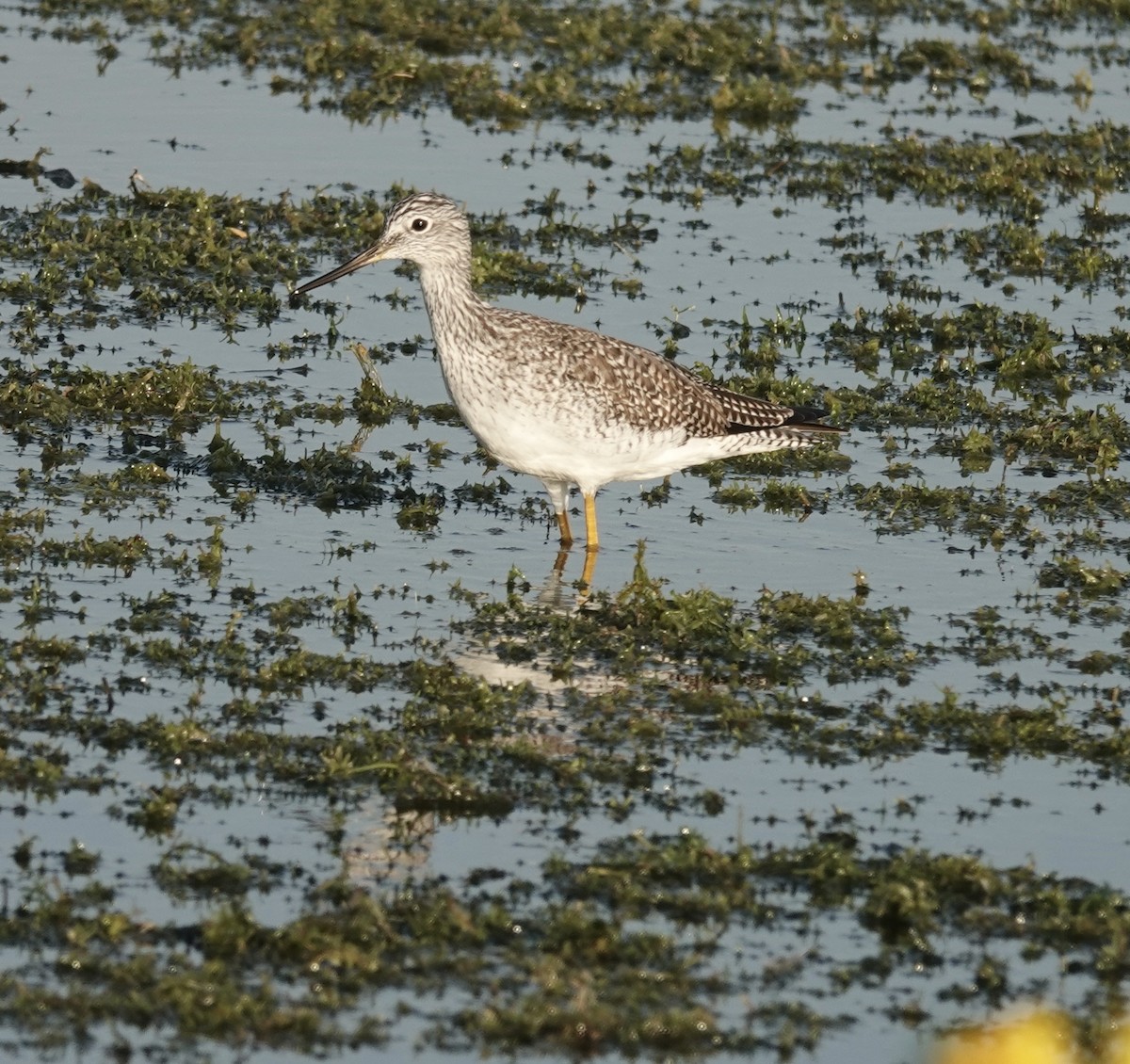 Greater Yellowlegs - ML646411698