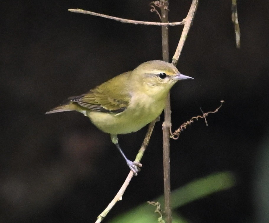 Tennessee Warbler - ML646411701
