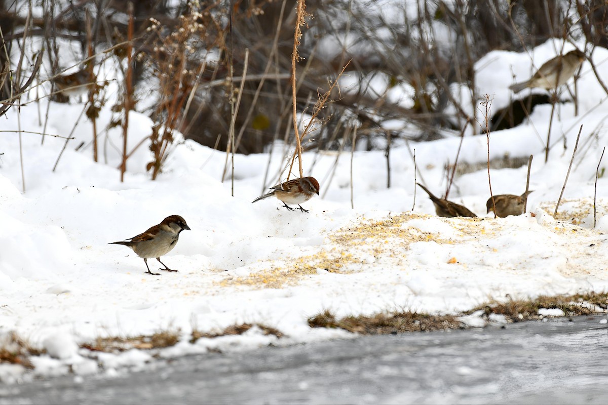 American Tree Sparrow - ML646411702