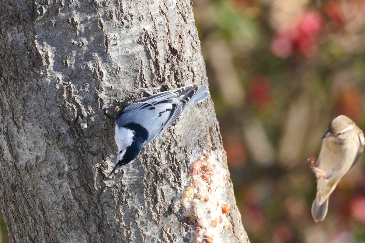 White-breasted Nuthatch - ML646411703