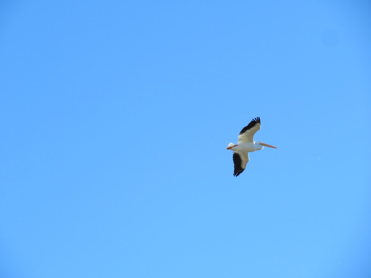 American White Pelican - ML646411704