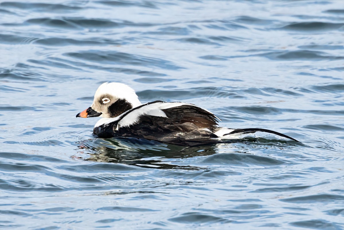 Long-tailed Duck - ML646411705