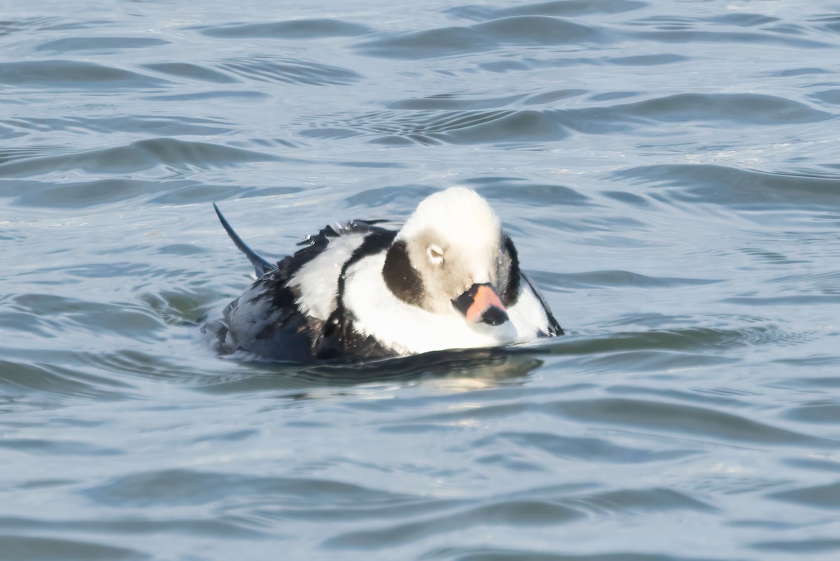Long-tailed Duck - ML646411706