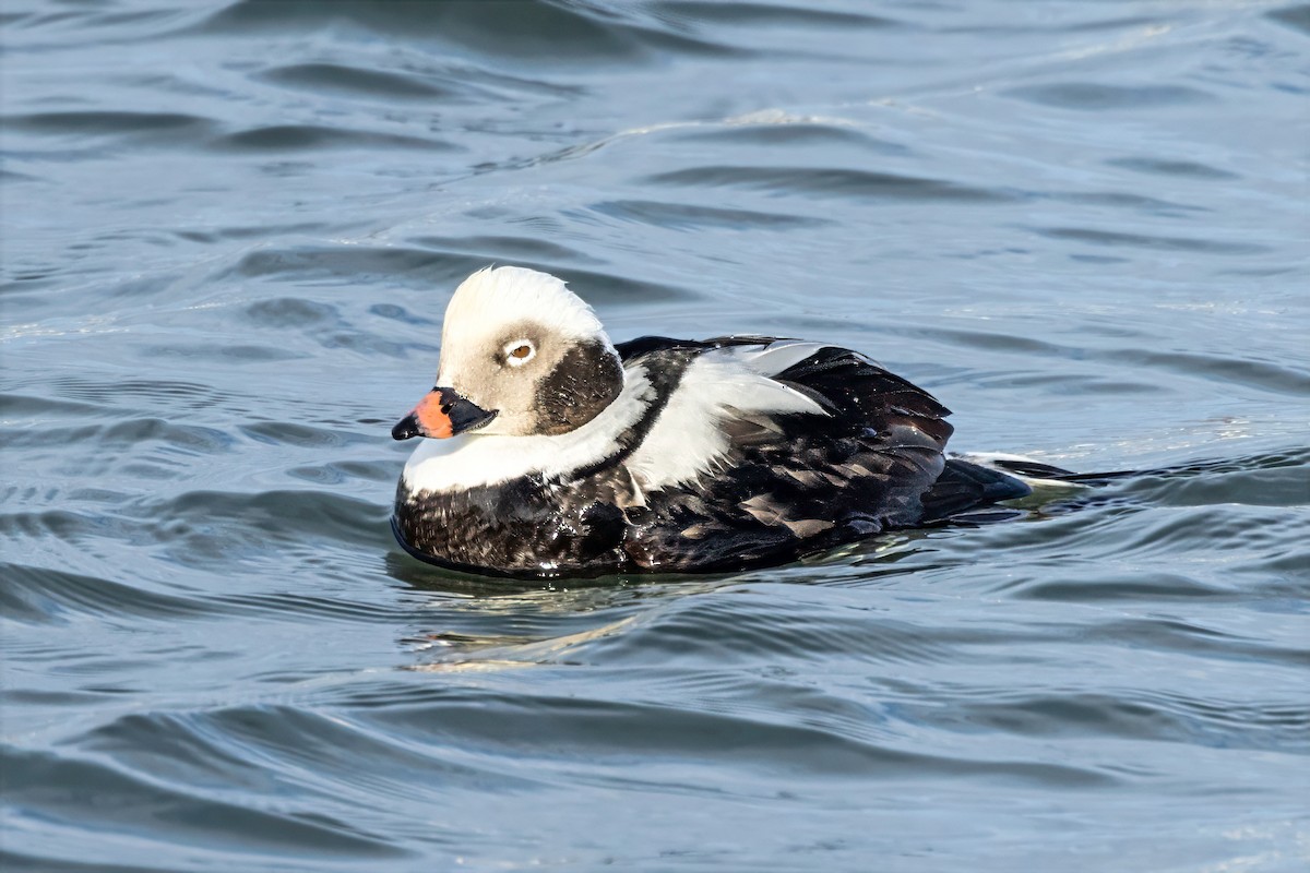 Long-tailed Duck - ML646411707