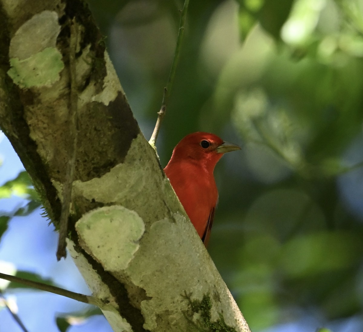 Summer Tanager - ML646411708