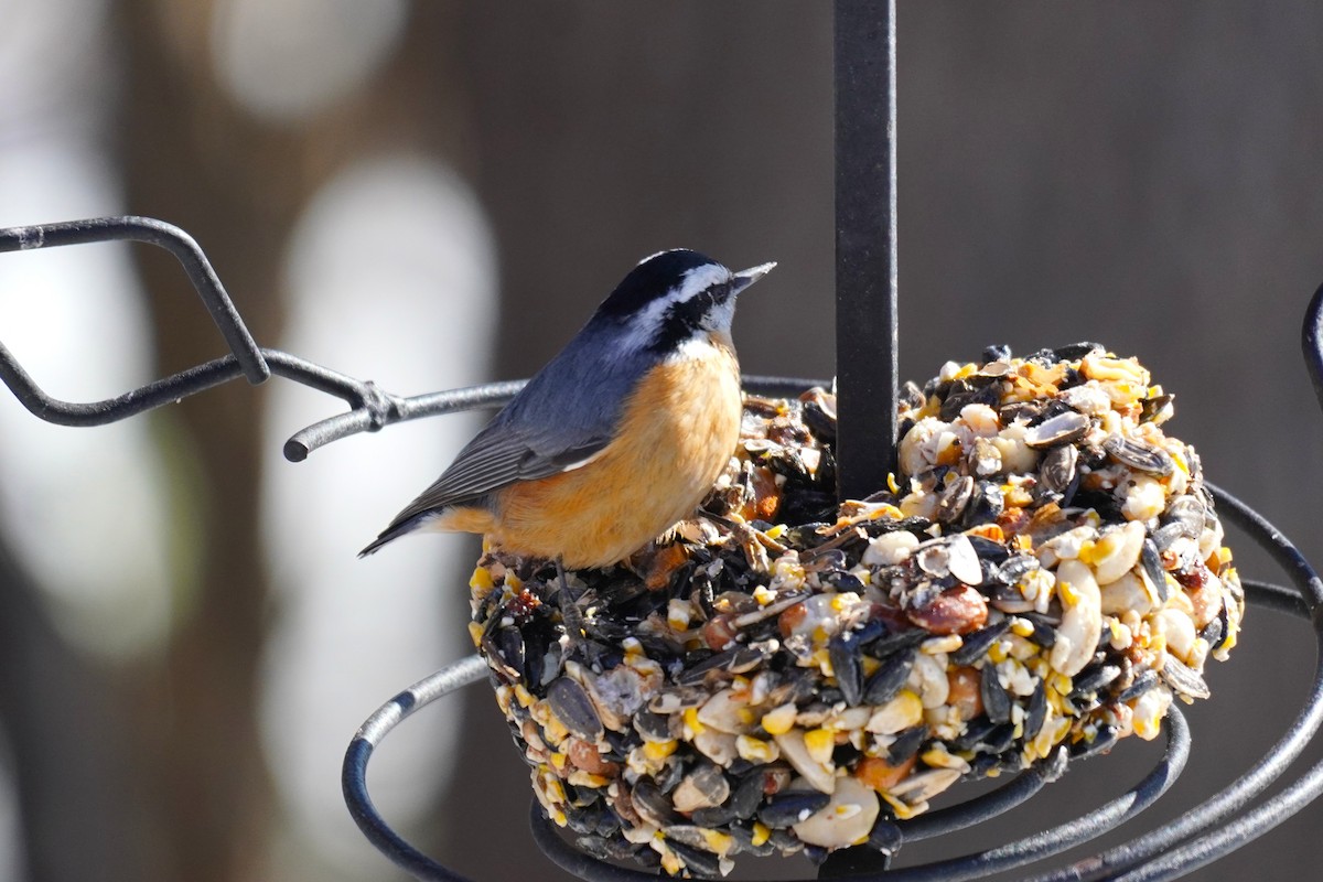Red-breasted Nuthatch - ML646411709