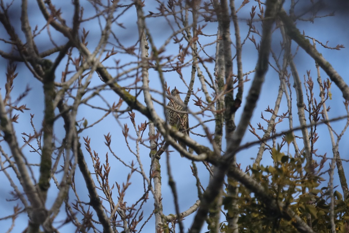 drozd brávník - ML646411712