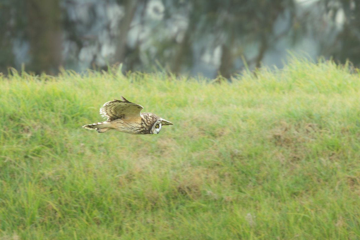 Short-eared Owl - ML646411714