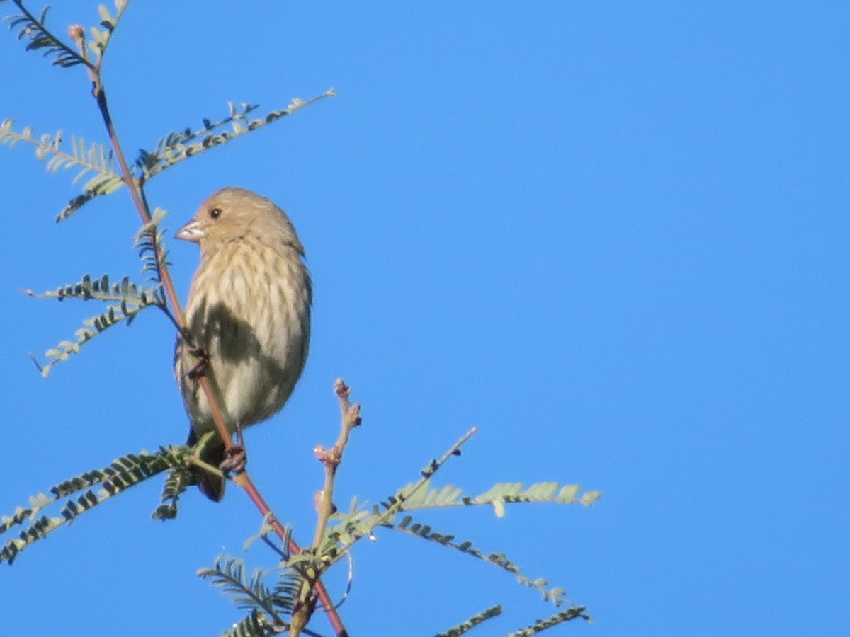 House Finch - ML646411715