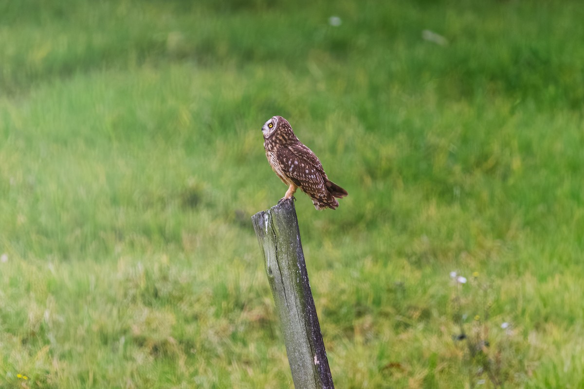 Short-eared Owl - ML646411716