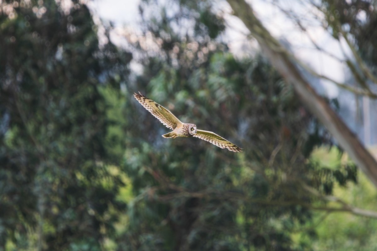 Short-eared Owl - ML646411717
