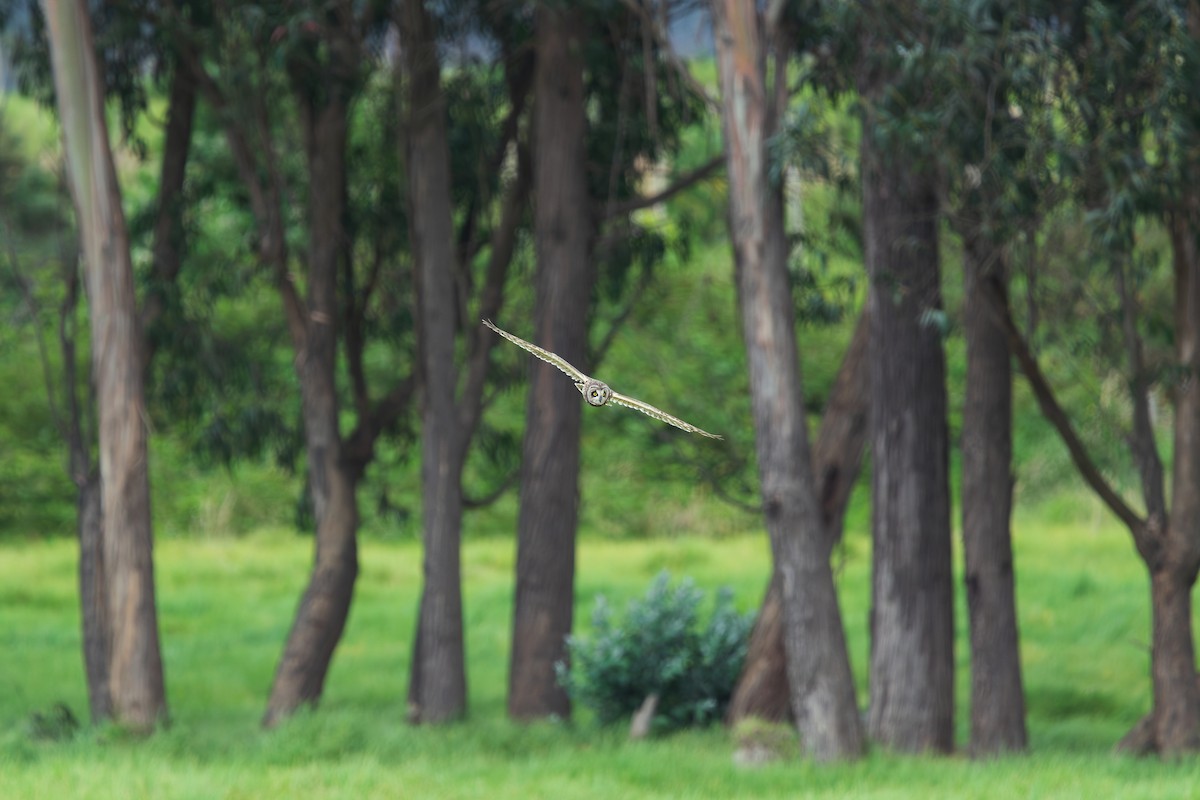 Short-eared Owl - ML646411718