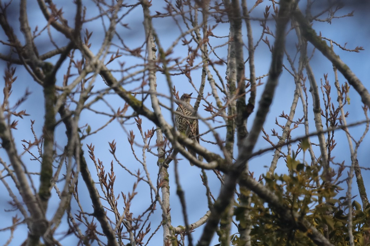 drozd brávník - ML646411719