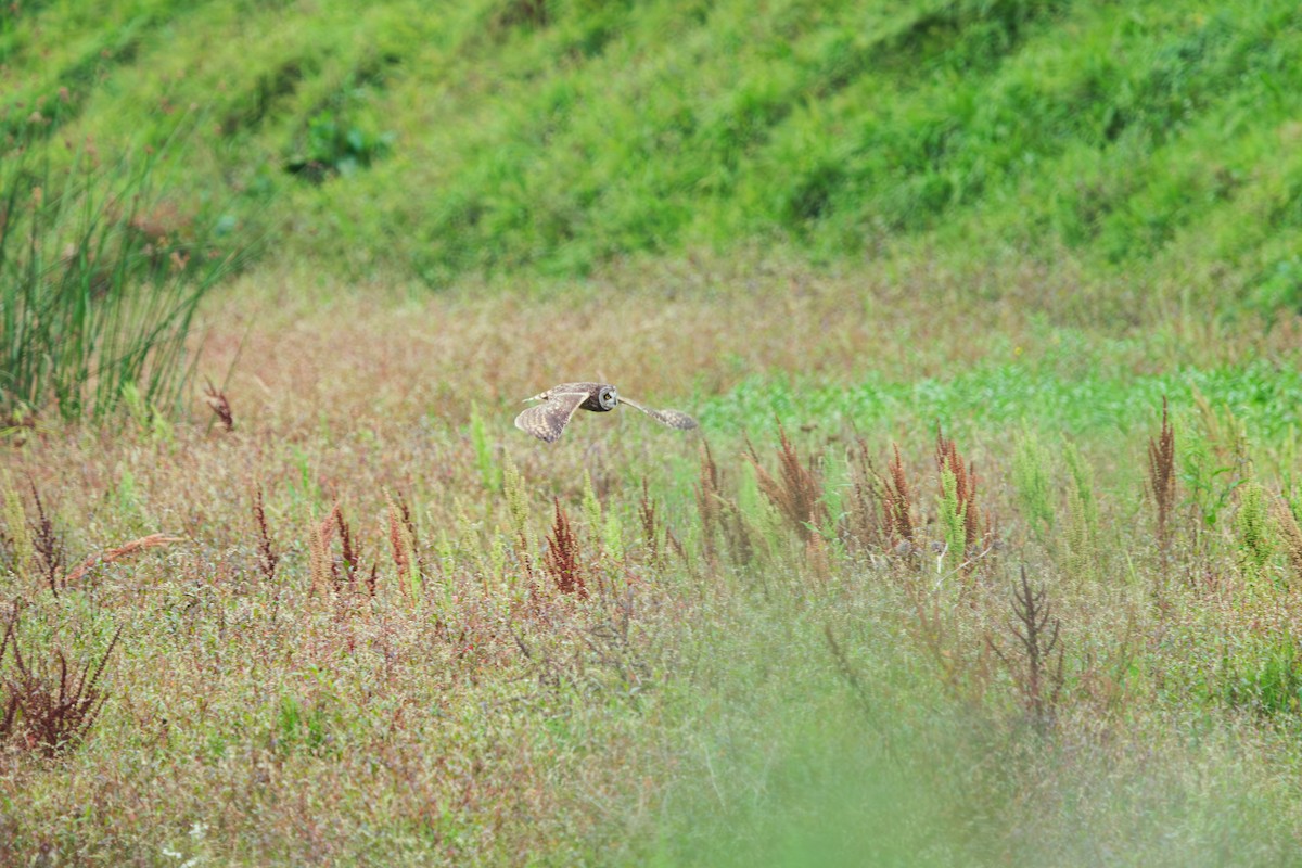 Short-eared Owl - ML646411720