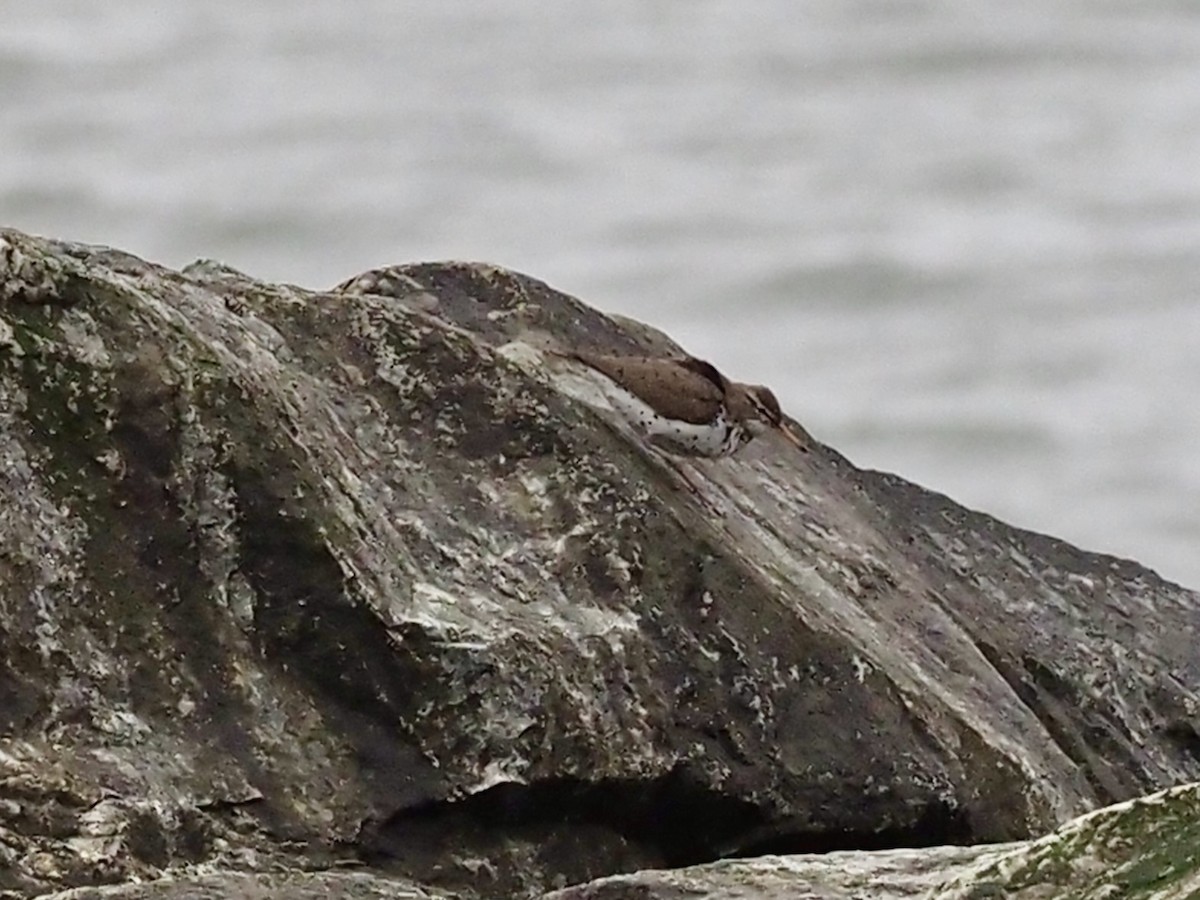 Spotted Sandpiper - ML646411721
