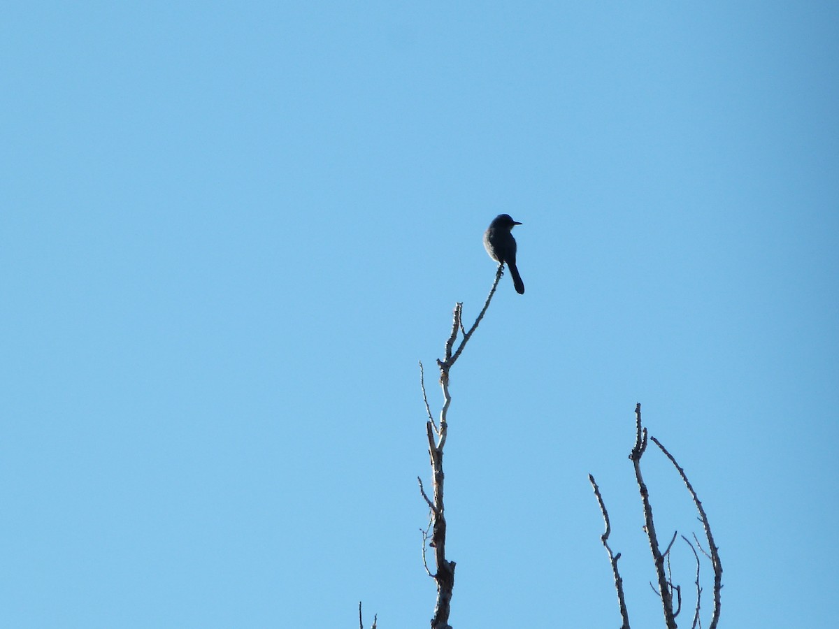 Woodhouse's Scrub-Jay - ML646411723