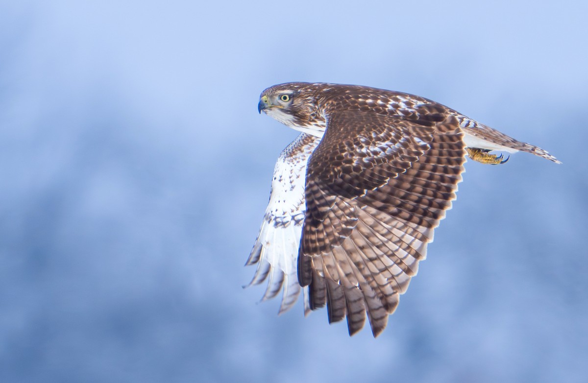 Red-tailed Hawk - ML646411730