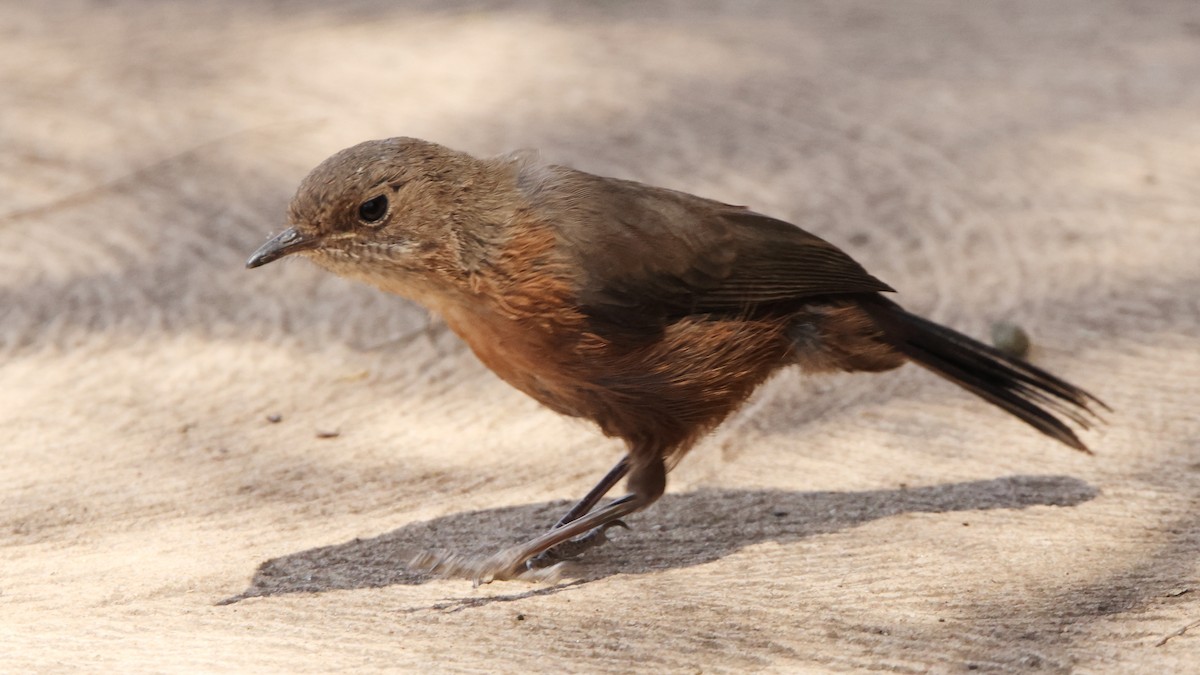 hulefugl - ML646411731