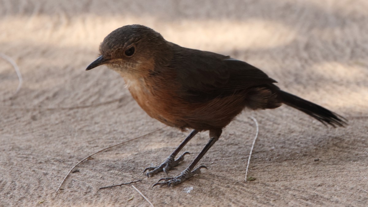 hulefugl - ML646411732