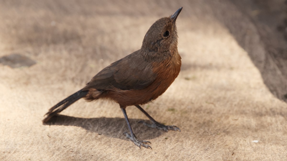 hulefugl - ML646411733