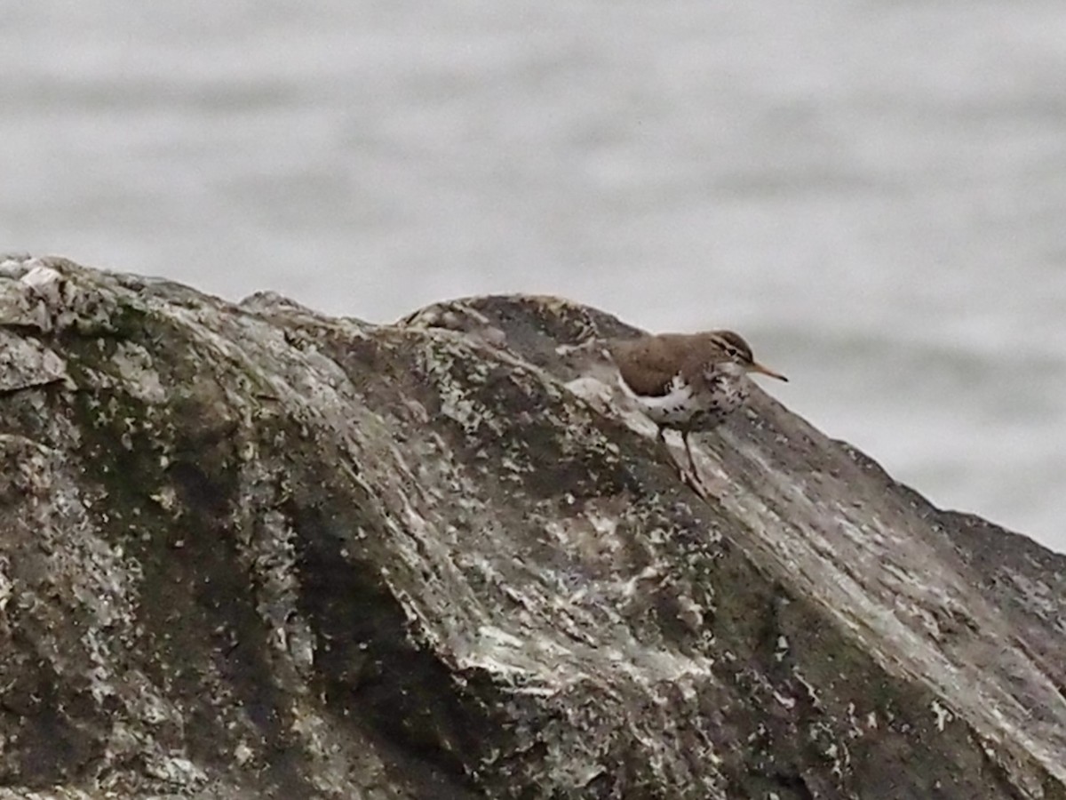 Spotted Sandpiper - ML646411735