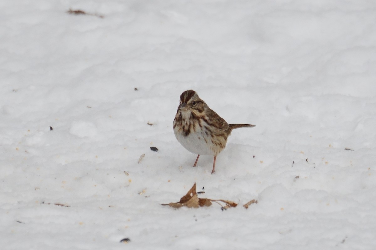 Song Sparrow - ML646411736