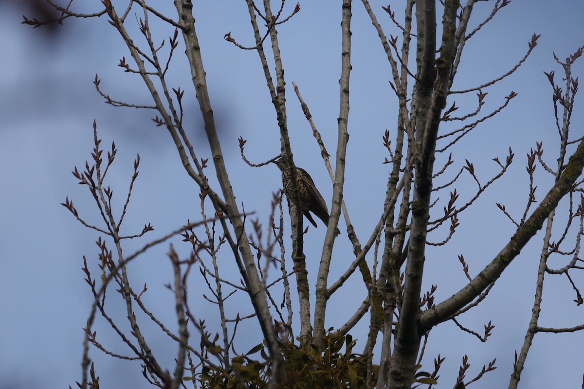 drozd brávník - ML646411737