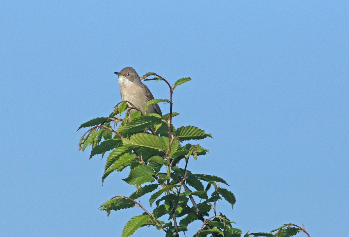 Шөвгөр зэржгэнэ - ML646411738