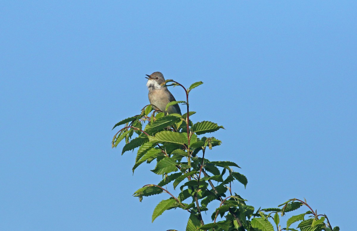 Шөвгөр зэржгэнэ - ML646411739