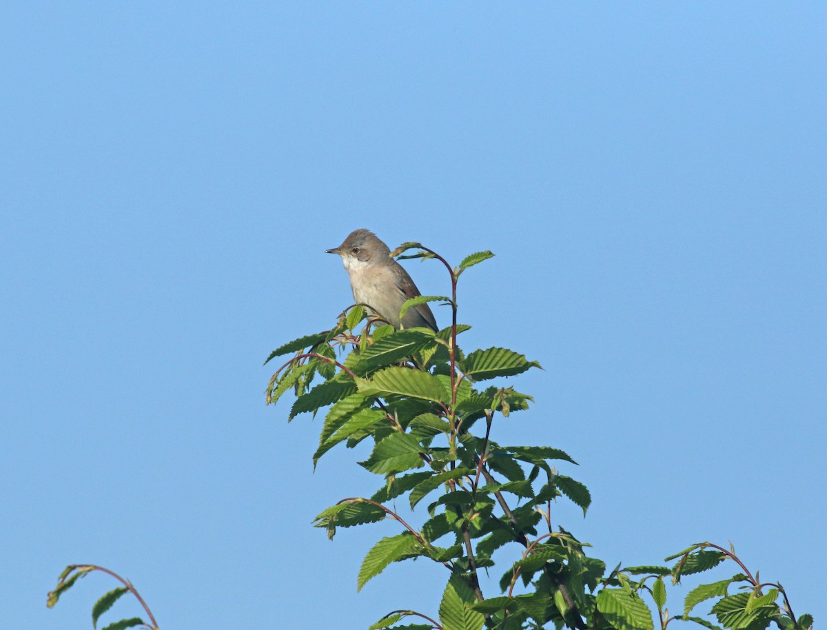 Шөвгөр зэржгэнэ - ML646411740