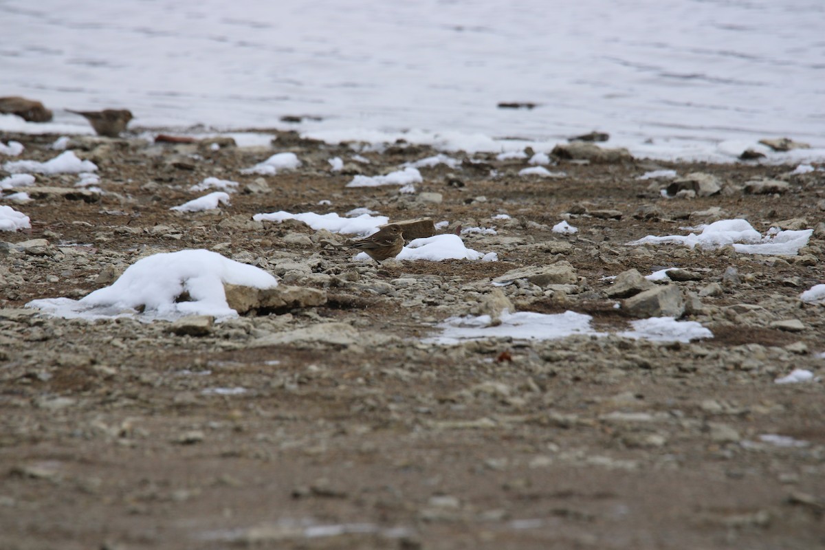 American Pipit - ML646411743