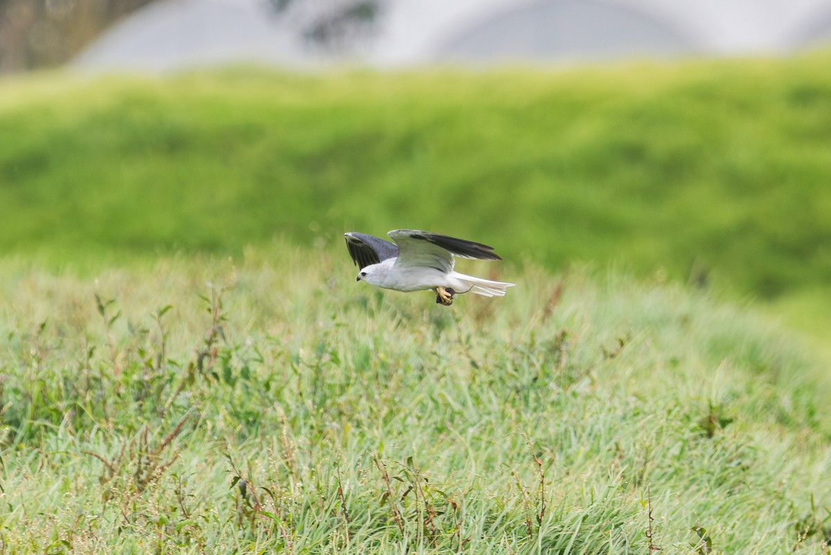 White-tailed Kite - ML646411744