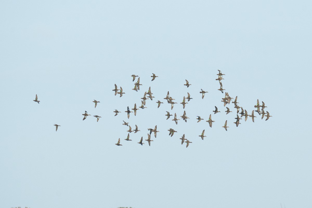 Green-winged Teal - ML646411747