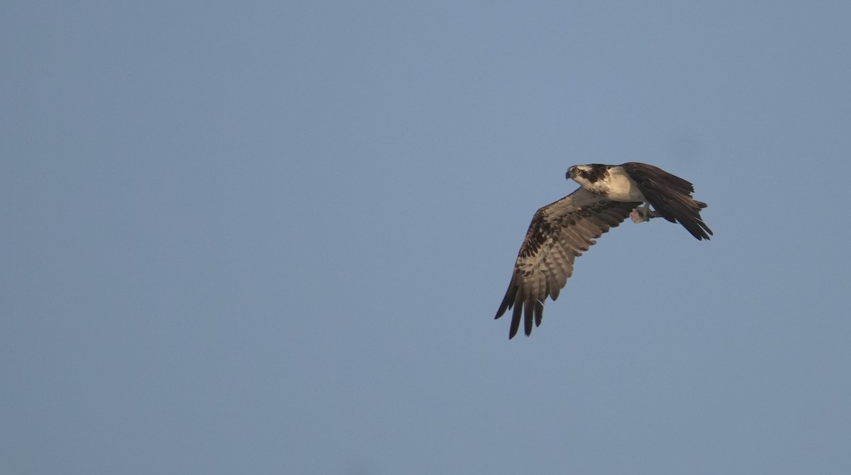 Osprey - ML646411748